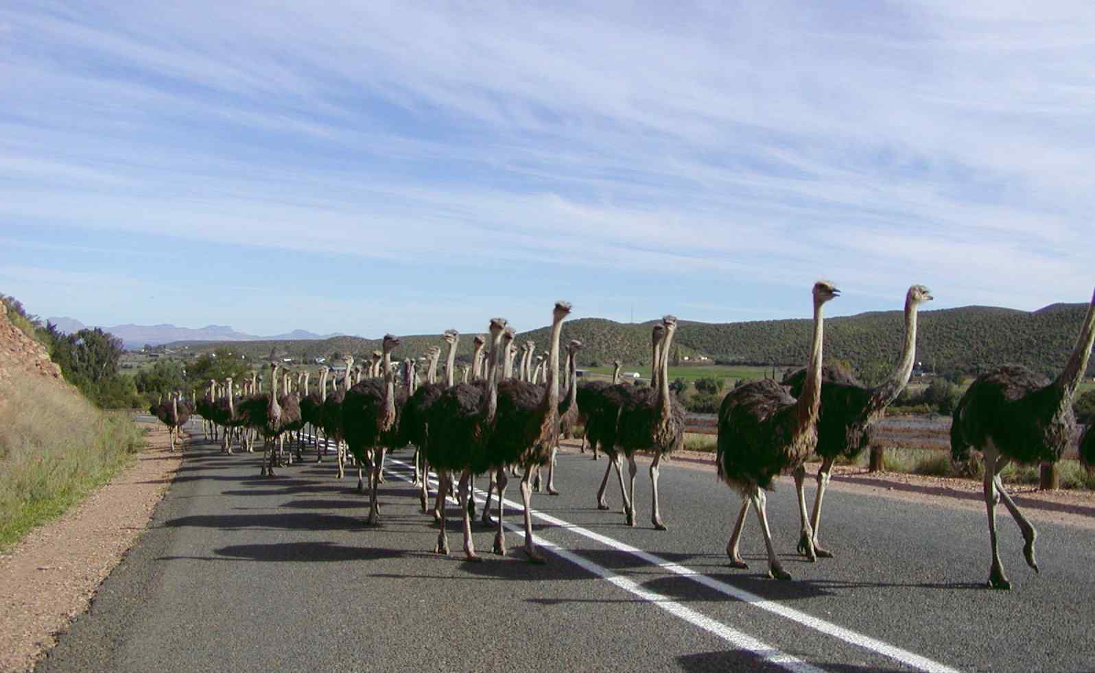 鸵鸟公路“竞走”
