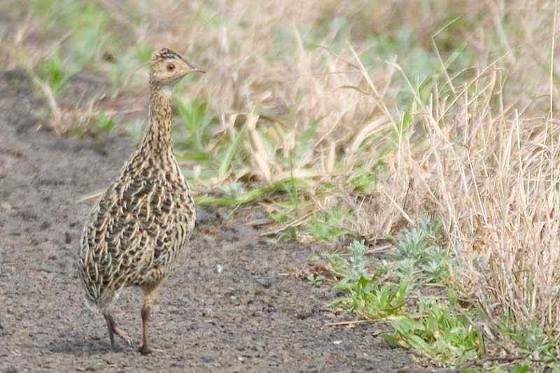 斑拟䳍鸟(图)欣赏 斑拟䳍鸟(图)欣赏