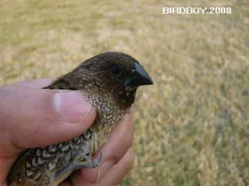 一个自由5块钱 白腰文鸟 一个自由5块钱 白腰文鸟