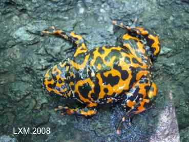 上帝热爱小鸟,由此创造了大树......