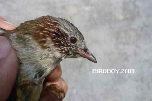 一个自由5块钱 白腰文鸟 一个自由5块钱 白腰文鸟