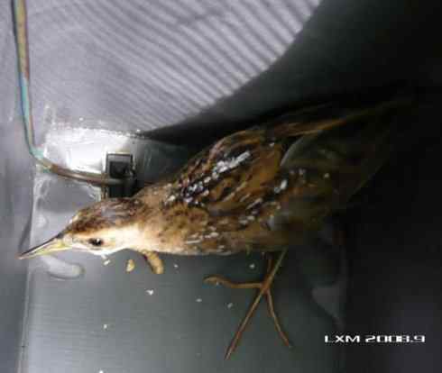 小田鸡·北京大学·自由