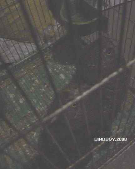 一个自由5块钱 白腰文鸟 一个自由5块钱 白腰文鸟