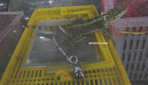 一个自由5块钱 白腰文鸟 一个自由5块钱 白腰文鸟