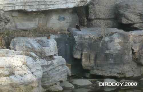 植物园来了一只白顶溪鸲