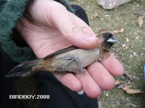 一个自由5块钱 白腰文鸟