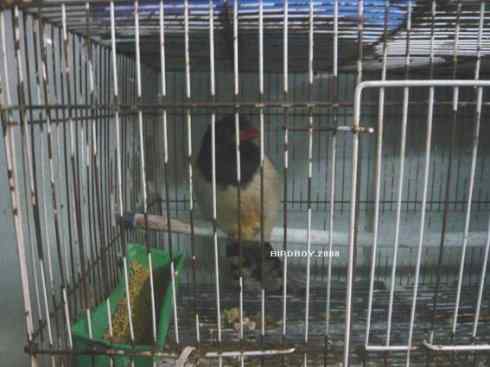 一个自由5块钱 白腰文鸟 一个自由5块钱 白腰文鸟