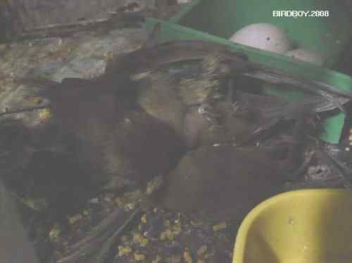 一个自由5块钱 白腰文鸟 一个自由5块钱 白腰文鸟