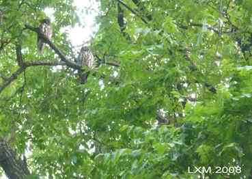 上帝热爱小鸟,由此创造了大树......