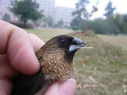 一个自由5块钱 白腰文鸟 一个自由5块钱 白腰文鸟