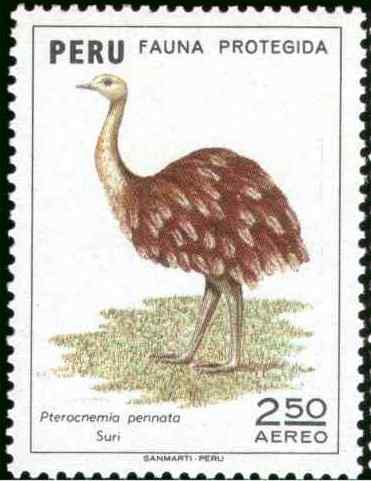秘鲁小美洲鸵邮票