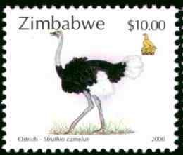津巴布韦鸵鸟邮票