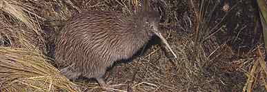 大斑几维鸟(图)欣赏