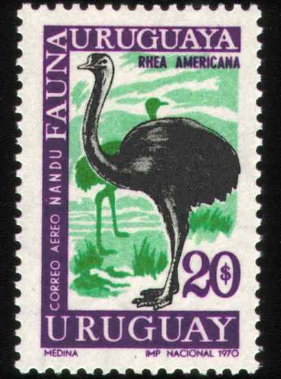 乌拉圭大美洲鸵邮票