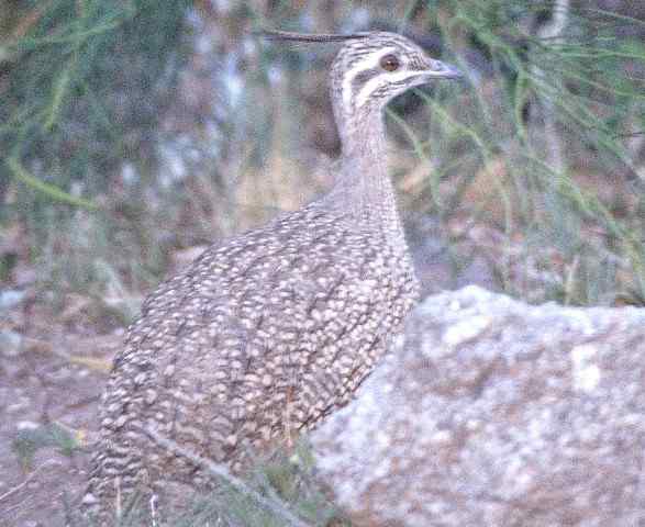 凤头䳍鸟(图)欣赏