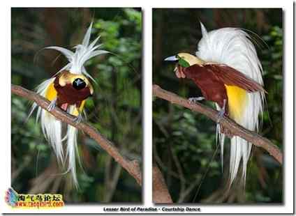 华美极乐鸟：世界上最漂亮的鸟