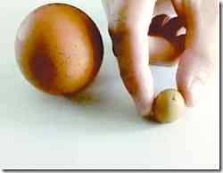 三黄鸡竟然产下微型鸡蛋