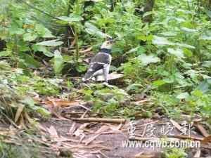 13种外来鸟移民重庆野外生活