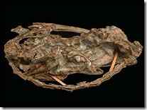 寐龙 睡姿像鸟的恐龙