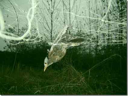 质问捕鸟者，用心何凶残