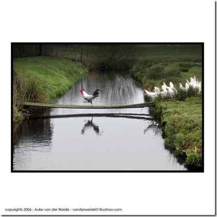 鸟趣：公鸡过河