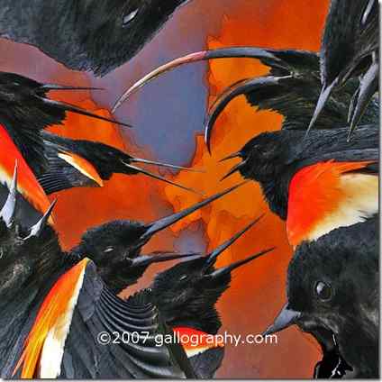 惊艳的超现实主义鸟类画