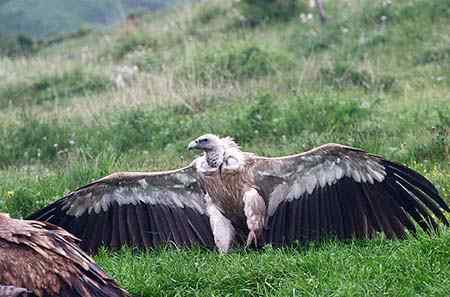 藏族的天葬(鸟葬)