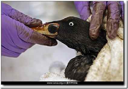 石油泄漏:无辜的海鸟