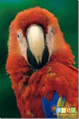 秘鲁热带雨林鸟类 绯红金刚鹦鹉