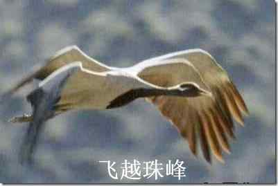 飞跃珠穆朗玛峰的鸟:蓑雨鹤