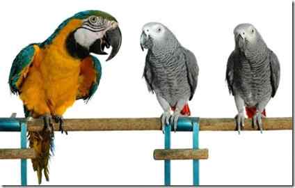 鹦鹉教鹦鹉骂人