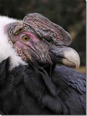 最难看最长寿最凶猛 大兀鹰