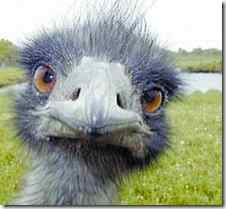 鸵鸟的眼睛比脑大