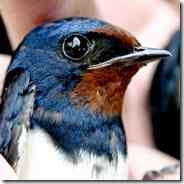 越漂亮的鸟受辐射越大