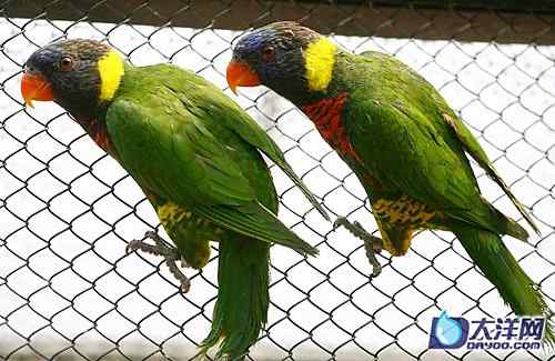 濒危的彩虹吸蜜鹦鹉