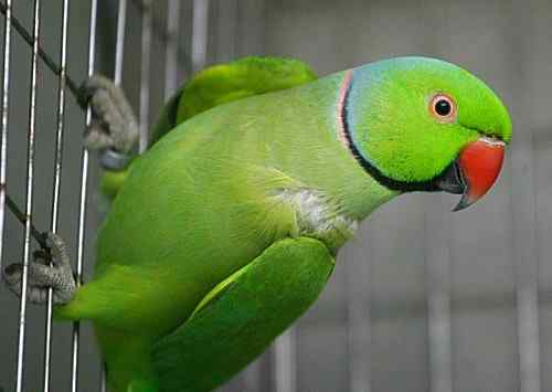 濒危的红领绿鹦鹉