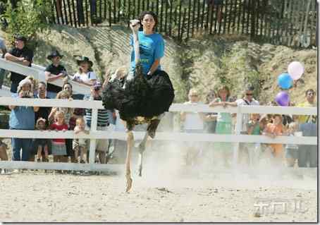 美国的骑鸵鸟比赛