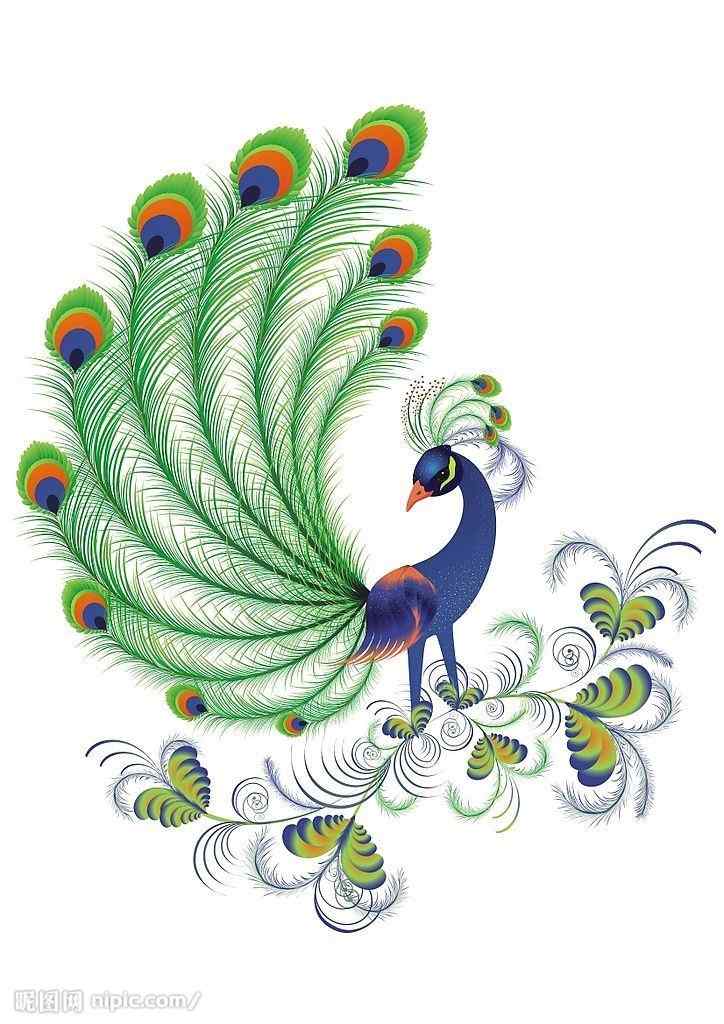 孔雀矢量图片素材