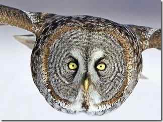 为猫头鹰讨个公道