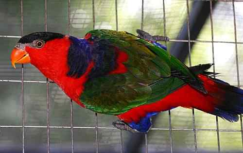 濒危的黑帽吸蜜鹦鹉