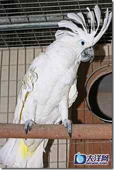 濒危的大白葵鹦鹉