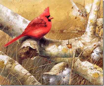 Marjolein Bastin插画-绘画小鸟