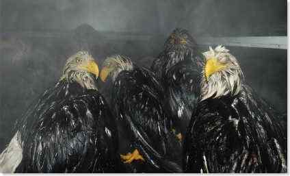 看看白头鹰偷腥的下场