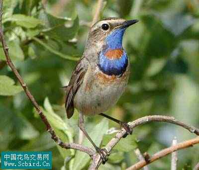 杭州现新鸟种淡绿鵙鹛、白眉地鸫