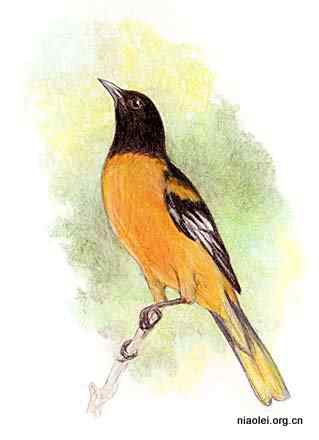 美国50州的州徽、州花、州树、州鸟(上)