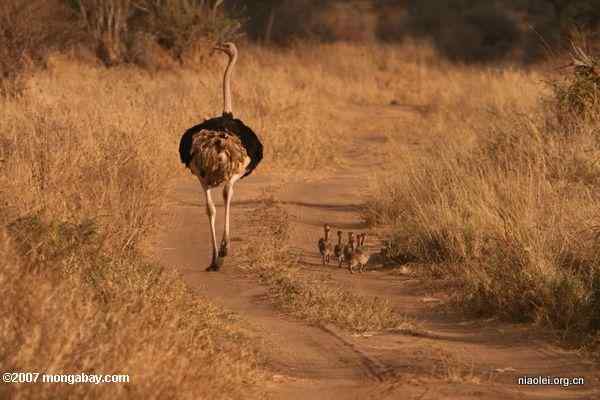 [趣图]鸵鸟爸爸和他的孩子们