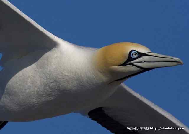 飞翔的南非鲣鸟