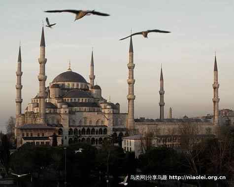 城市化:鸟儿离我们远去