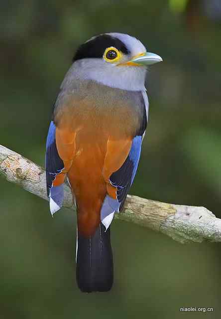 一损俱损的银胸丝冠鸟 Silver-breasted Broadbill