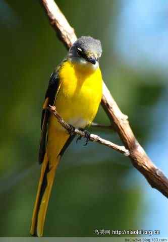 五彩缤纷的山椒鸟